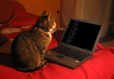 Cat at keyboard
